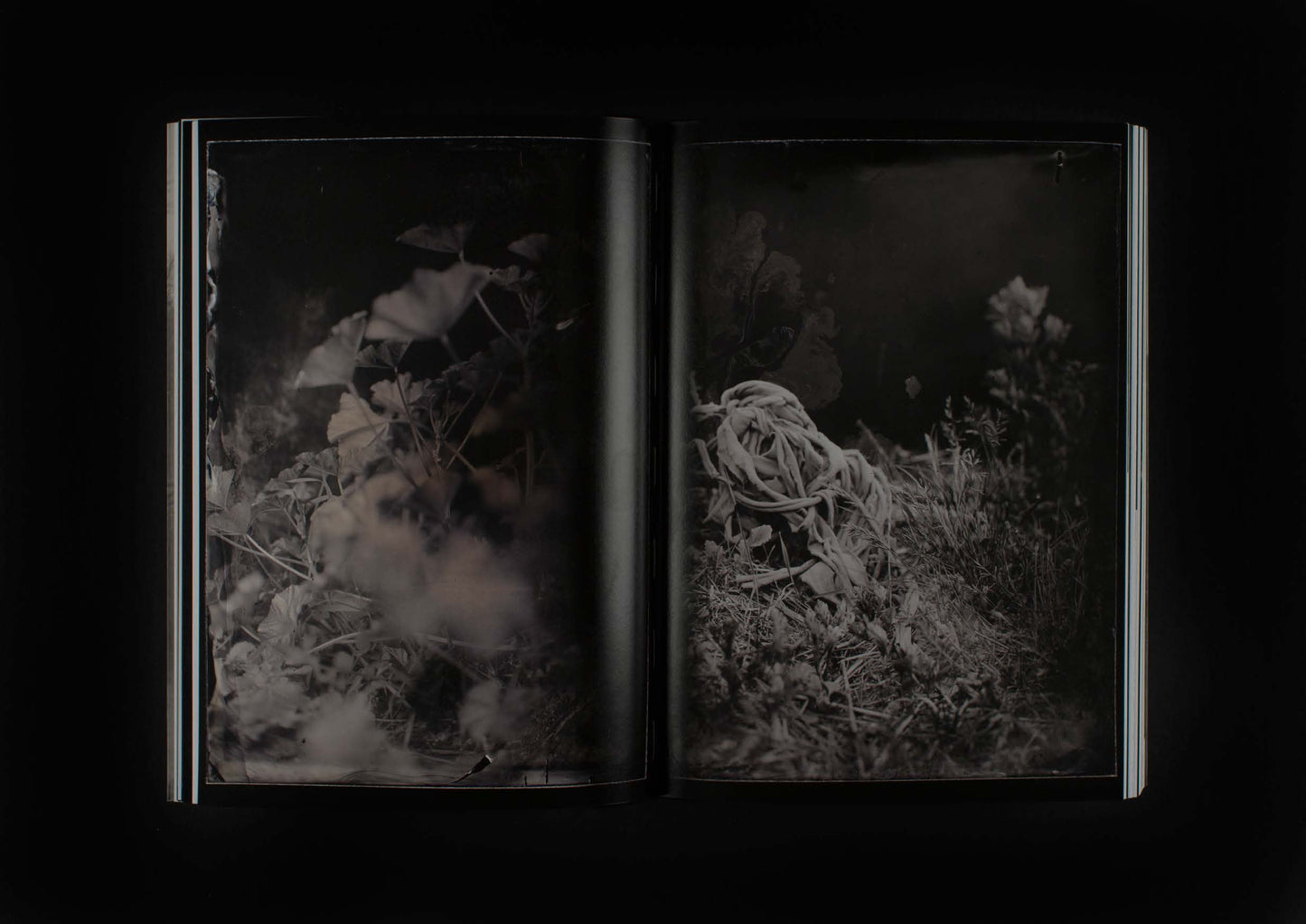On the Last Afternoon: Disrupted Ecologies and the Work of Joyce Campbell | 2019