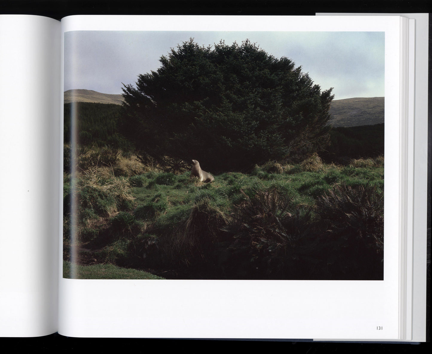 Pictures They Want to Make: Recent Auckland Photography | 2013